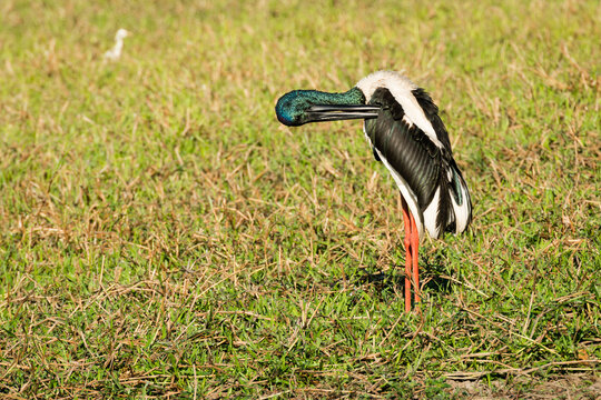 A Jabiru preening itself