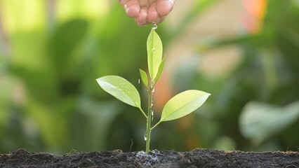 Nurturing growth watering a young plant in lush garden soil nature close-up view sustainability concept