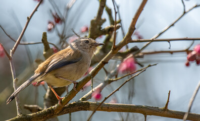 blue tit perched on a branch