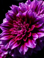 Obraz premium Beautiful flowers
