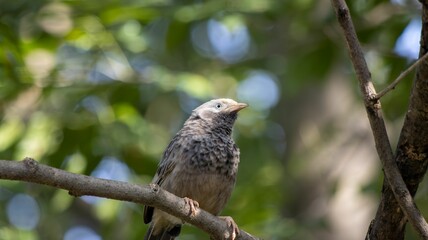 Bird perched on a branch with green foliage.