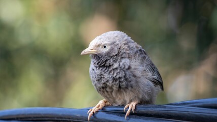 Jungle Babbler Perched