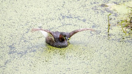 Duck flapping wings in algae-covered pond.