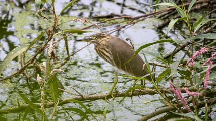 Heron in a lush wetland