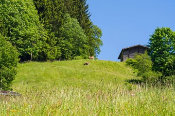 Obraz premium Mountain landscape of Austria. Beautiful view of mountains and meadows with lush green grass.