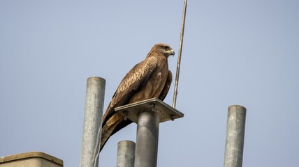 Bird of prey perched on metal structure.