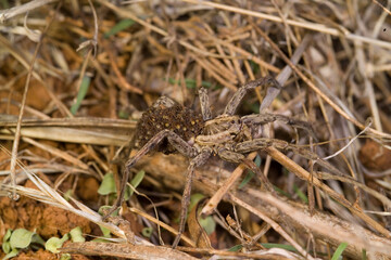 wolf spider on the ground, with babies on her back or abdomen. Sardinia, Italy