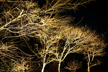 Winter Silence and the Art of Light