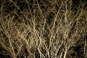 Winter Silence and the Art of Light