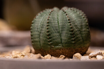 euphorbia obesa　“The Sculptural Beauty of a Tiny Life”