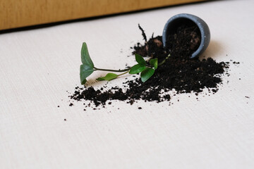Close up a small potted plant has toppled over, spilling dark soil onto a white surface. Dirty soil...