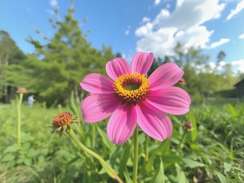 pink cosmos flower