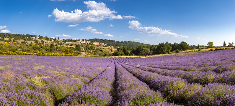 Provence hilltop village of Aurel with lavender fields. Summer on the Albion Plateau. Vaucluse, France