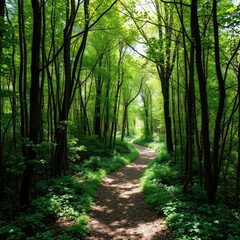 Fototapeta premium A forest path winding through dense underbrush with sunlight filtering through, forest, greenery, nature