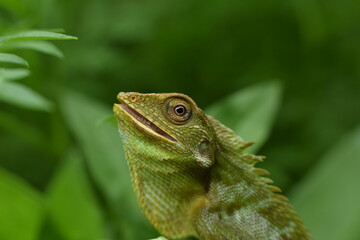 lizard on a tree