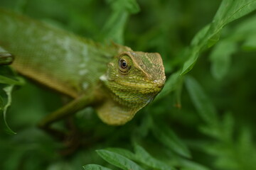 green lizard on a tree