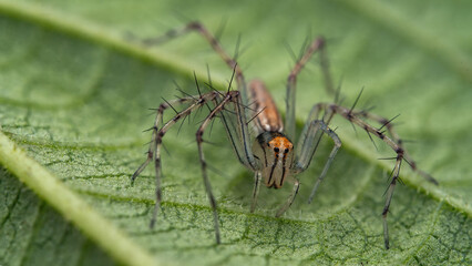 Close-up macro shot of a lynx spider resting on a vibrant green leaf, showcasing its sharp, spiny legs.