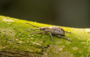 Close-up macro photograph of a Wandering Weevil, Rice Weevils (Sitophilus oryzae), resting on a bamboo surface with a natural background.