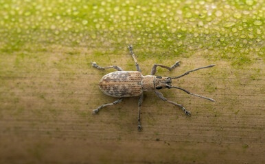 Close-up macro photograph of a Wandering Weevil, Rice Weevils (Sitophilus oryzae), resting on a bamboo surface with a natural background.