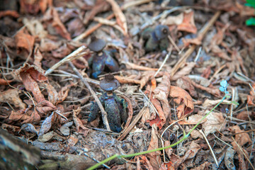 A rare inedible mushroom starfish vaulted in the forest among dry foliage. Autumn flora