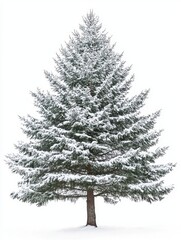 Majestic evergreen tree covered in fresh snow against a bright white background creating a serene winter scene