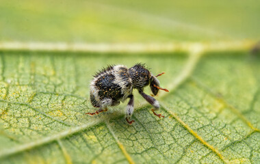 Macro Shot of Panda Weevil (Eupholus linnei) with Unique Black and White Pattern on Leaf – Detailed Insect Close-up