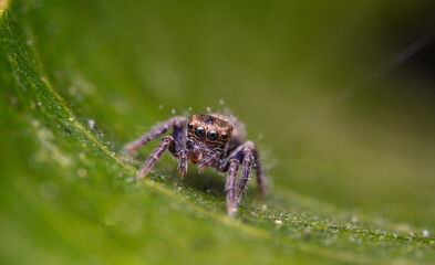 Macro Shot of an Iridescent Jumping Spider on a Green Leaf – Detailed Insect Close-up