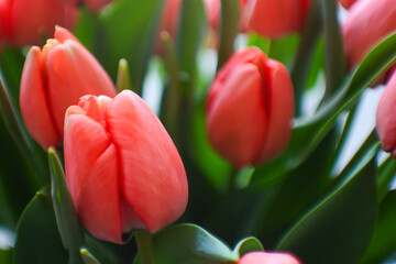 Fototapeta premium Red tulips on a white background. Tulips with green leaves. Beautiful flowers tulips in a vase
