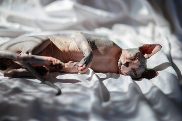 Obraz premium A bald gray cat sleeps cutely on a white sheet in the rays of the warm sun. A cat without hair of the Don Sphynx breed basks in the sun