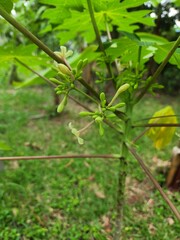 Carica papaya is a perennial herbaceous plant. The flower shown is a male flower. It cannot bear fruit. The flower has a long flower stalk.
