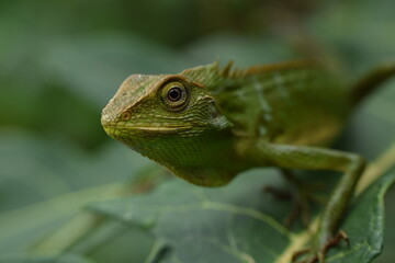 green lizard on a tree