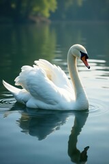 Fototapeta premium Single swan effortlessly floats across still lake surface , waterfowl, animal, animal photography