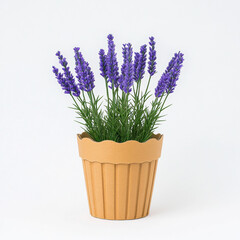 Fototapeta premium Lavender plant in biodegradable cardboard pot on white background