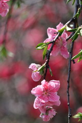 Obraz premium ひな祭りに飾る花