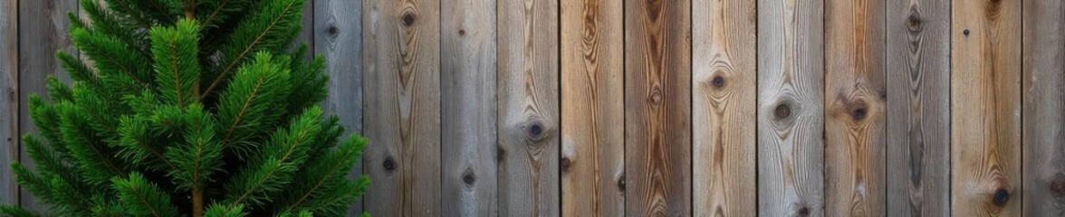 Lean pine tree against a weathered wooden fence, weathered, wood, rustic