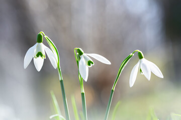 Close-up of delicate snowdrop flowers blooming in a spring meadow forest. Macro nature photography
