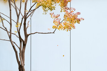 tree in autumn
