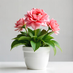 A pink flower in a white pot with green leaves, sitting on a white surface, against a plain light gray background, soft lighting, close-up shot