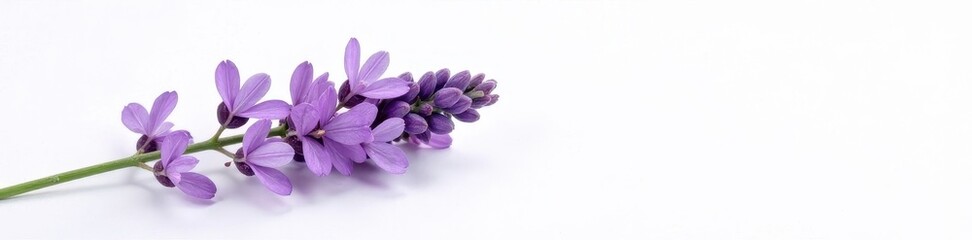 Delicate lavender sprig, purple blooms, green stems, isolated , macro, isolated background