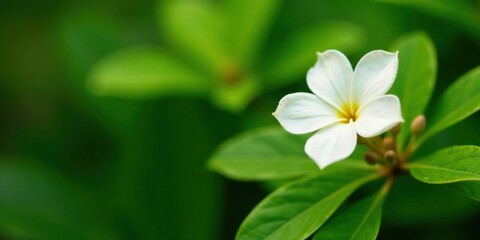 A single, pristine white blossom delicately unfolds amidst a vibrant tapestry of lush green foliage, creating a serene and captivating natural scene.