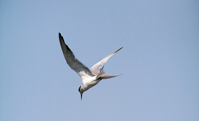Sandwich Tern (Thalasseus sandvicensis), adult in flight . Cabras, OR, Sardinia. Italy