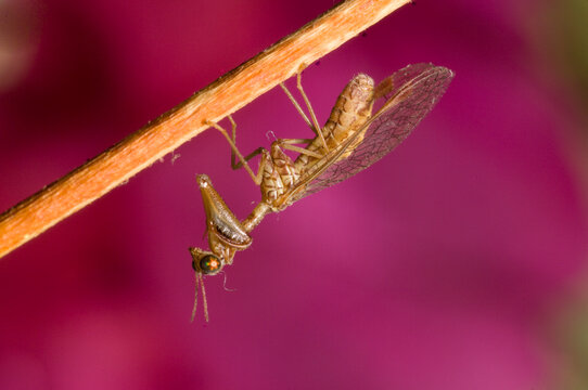 Mantis lacewing, Mantispa styriaca, Poda pagana, Mantispa pagana, Sardinia, Italy