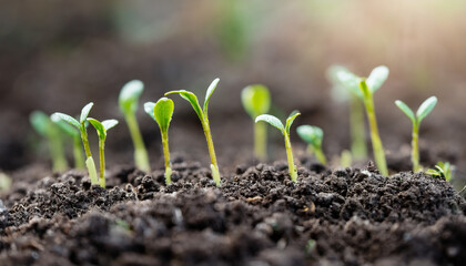 Vibrant green shoots growing in rich soil. Young plant life. Fresh growth.