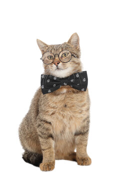 Tabby cat wearing glasses and a black bow tie. Perfect for pet fashion, humor, branding, marketing, or greeting card designs.