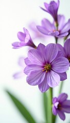 Fototapeta premium Pure white background showcasing vibrant purple flowers, isolated, intense, arrangement