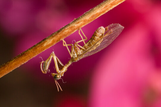 Mantis lacewing, Mantispa styriaca, Poda pagana, Mantispa pagana, Sardinia, Italy