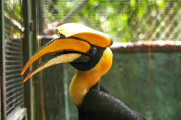 Hornbills live naturally in the open zoo in Bangkok, Thailand.