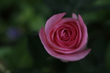pink rose in garden