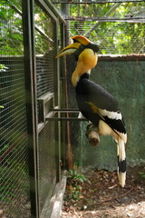 Hornbills live naturally in the open zoo in Bangkok, Thailand.