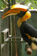 Hornbills live naturally in the open zoo in Bangkok, Thailand.